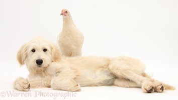 Chicken and Goldendoodle
