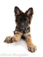 Alsatian pup with raised paw
