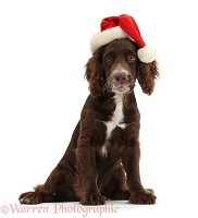 Chocolate Cocker Spaniel pup wearing a Santa hat