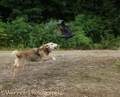 Dog chasing a Jackdaw