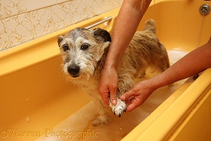 Patterdale x Jack Russell Terrier having his feet washed