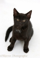 Black kitten, 8 weeks old, sitting