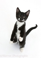 Black-and-white kitten looking up