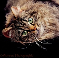 Portrait of long-haired tabby cat