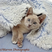 Lilac Tonkinese kitten lying in a blue vet bed