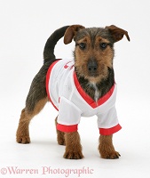 Jack Russell pup wearing a shirt