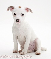 Jack Russell Terrier pup sitting