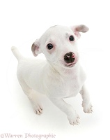 White Jack Russell Terrier puppy