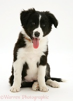 Black-and-white Border Collie pup, sitting