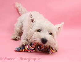 Westie chewing a ragger toy