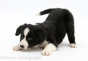 Black-and-white Border Collie pup in play-bow