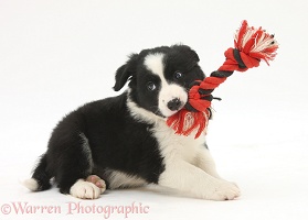 Playful black-and-white Border Collie puppy