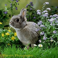 Dwarf rabbit among flowers