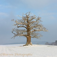 Ockley Oak - Winter 2012
