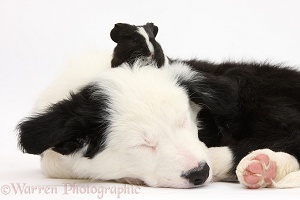 Seeping Border Collie pup and Guinea pig