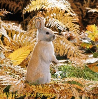 Madagascan Dwarf rabbit among autumn Bracken