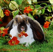 Butterfly English Lop rabbit eating a Nasturtium flower