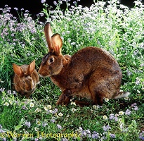 Brown rabbits and flowers