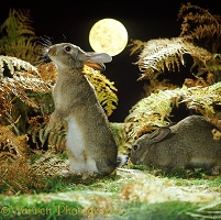 Rabbits and full moon
