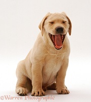 Retriever puppy yawning
