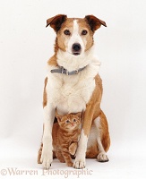 Border Collie with a ginger kitten