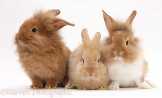 Three assorted Sandy rabbits
