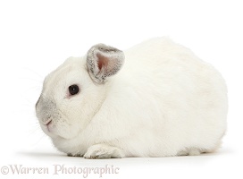Elderly white rabbit, 8 years old