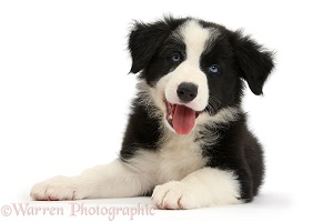 Black-and-white Border Collie pup lying with head up