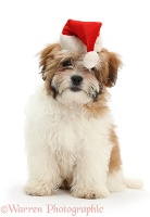 Maltese x Shih tzu pup wearing a Santa hat