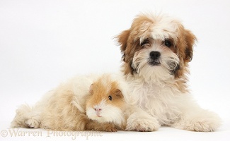 Maltese x Shih tzu pup with Guinea pig