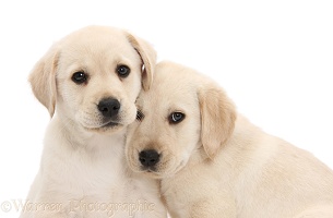 Yellow Labrador Retriever puppies