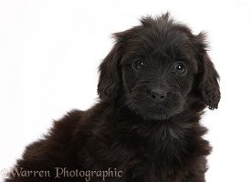 Black Daxiedoodle pup, 6 weeks old