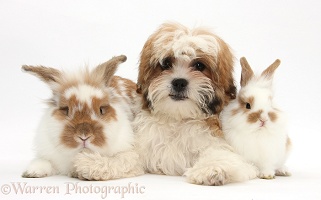 Maltese x Shih tzu pup with rabbits