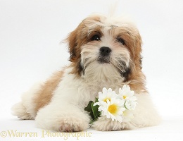 Maltese x Shih tzu pup with flowers