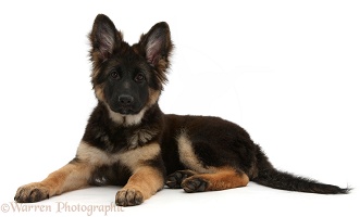Dog: Alsatian puppy photo WP01571