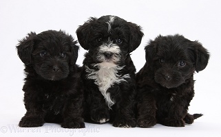 Three Yorkipoo pups