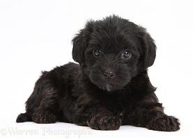 Black Yorkipoo pup, 7 weeks old