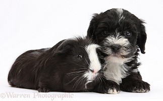 Yorkipoo pup and Guinea pig