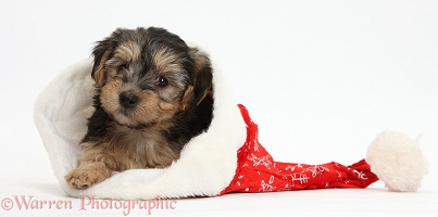 Yorkipoo pup in a Santa hat