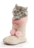 Maine Coon kitten in a pink furry boot