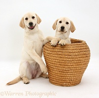 Yellow Labrador Retriever pups in straw basket