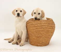 Yellow Labrador Retriever pups in straw basket