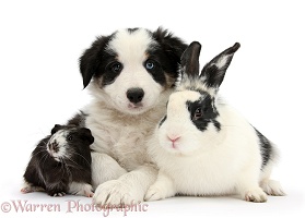 Black-and-white Border Collie pup, rabbit and Guinea pig