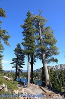 Ponderosa Pine trees
