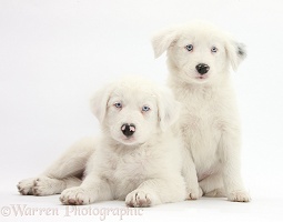 Mostly white Border Collie pups
