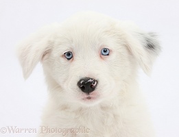 Mostly white Border Collie pup