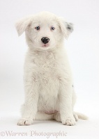 Mostly white Border Collie pup, sitting