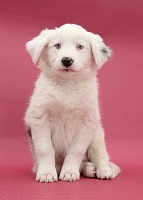 Mostly white Border Collie pup, sitting on pink background