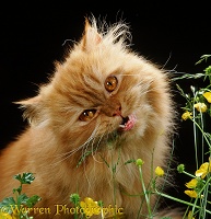 Ginger cat eating grass