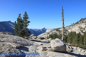Whitebark Pine trees and granite boulders